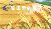 学前教育大班《麦田里的麦子》课件
