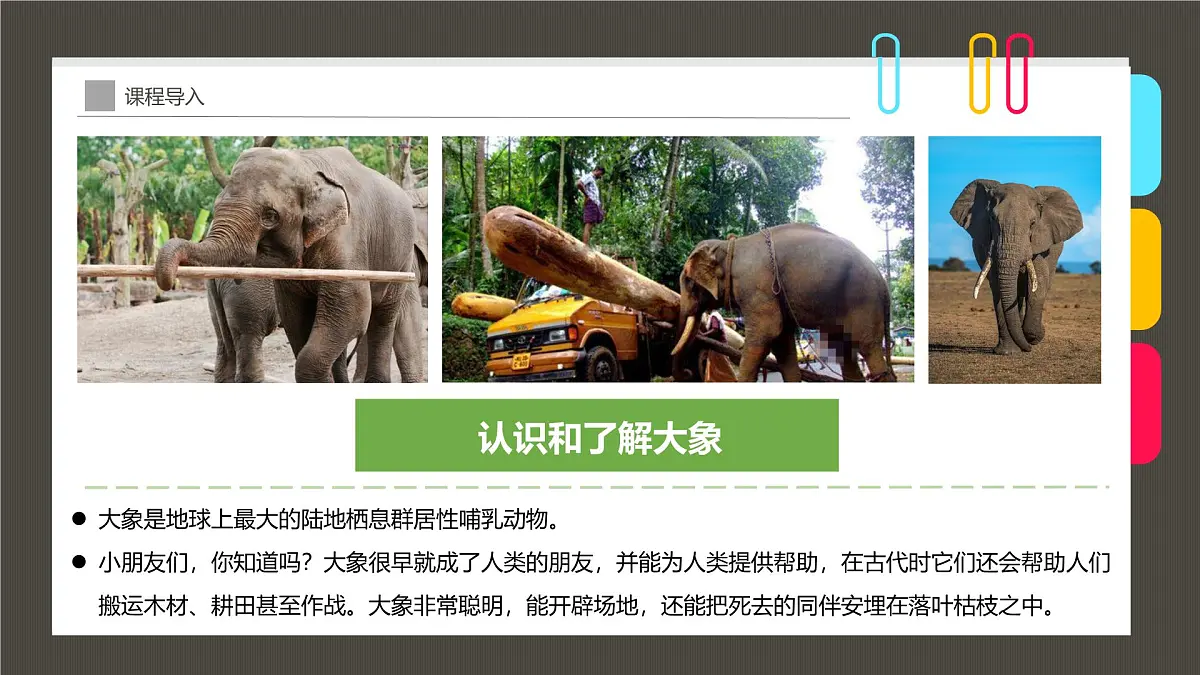 学前教育大班《迁徙的大象》课件第7页