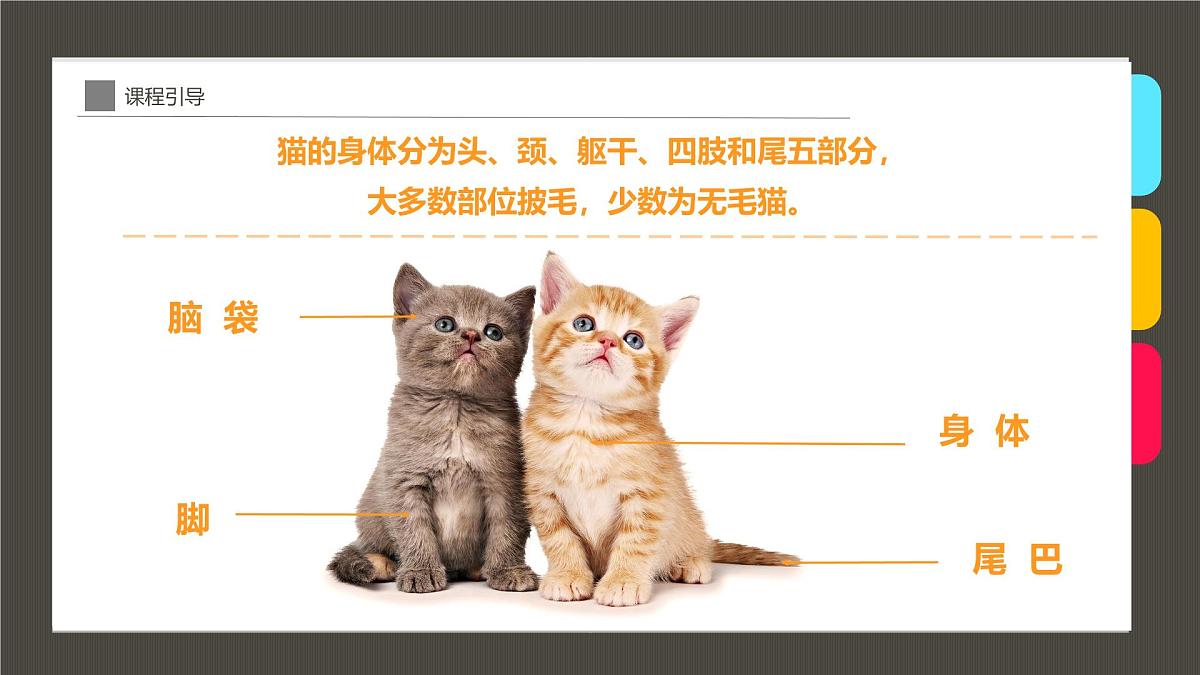 学前教育大班《茶杯里的小猫咪》课件第6页