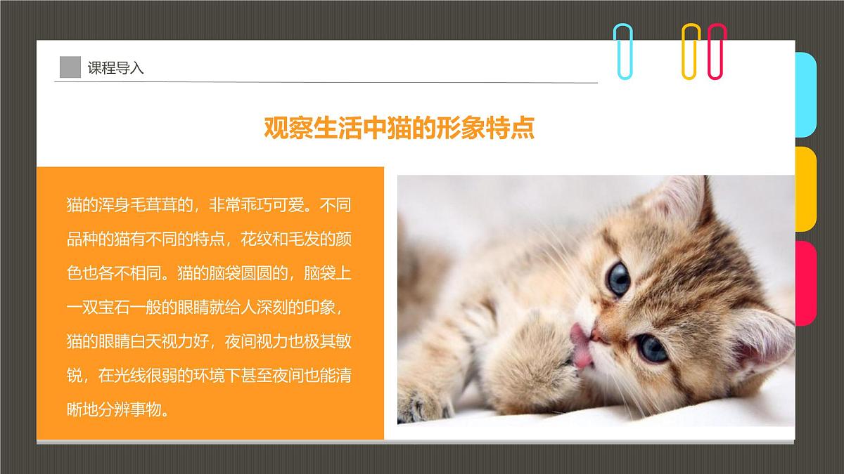学前教育大班《茶杯里的小猫咪》课件第7页