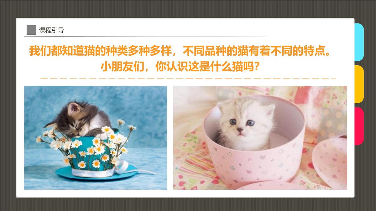 学前教育大班《茶杯里的小猫咪》课件第8页