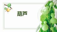 学前教育大班《葫芦》课件