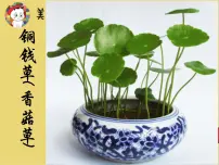 学前教育大班《铜钱草》课件