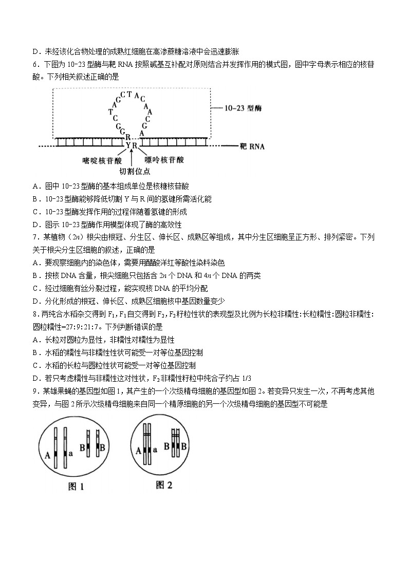 2023白银靖远县高三上学期开学检测生物试题含解析第2页