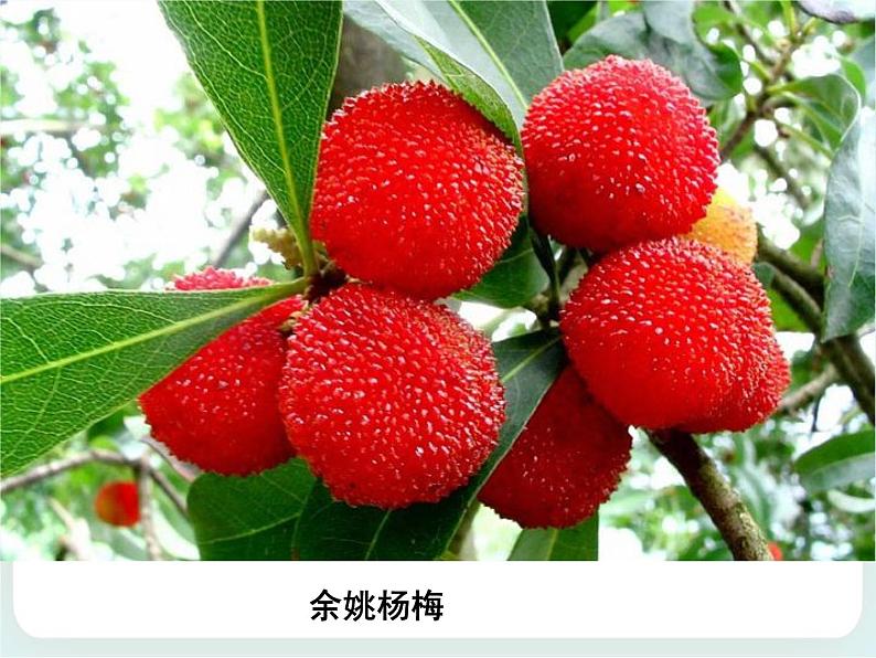 第8课 浙江的农特产 课件第7页