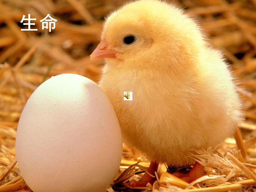 中小學心理健康教育主題班會課件《“珍惜生命，關愛生命”教育》第3頁