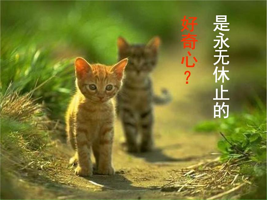 中小學心理健康教育主題班會課件《“珍惜生命，關愛生命”教育》第6頁