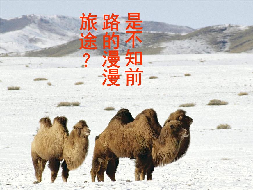中小學心理健康教育主題班會課件《“珍惜生命，關愛生命”教育》第7頁