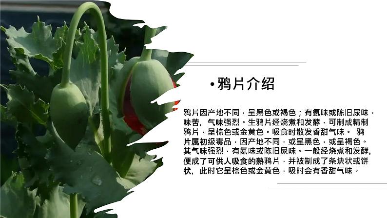 珍爱生命,拒绝毒品主题班会精品课件03