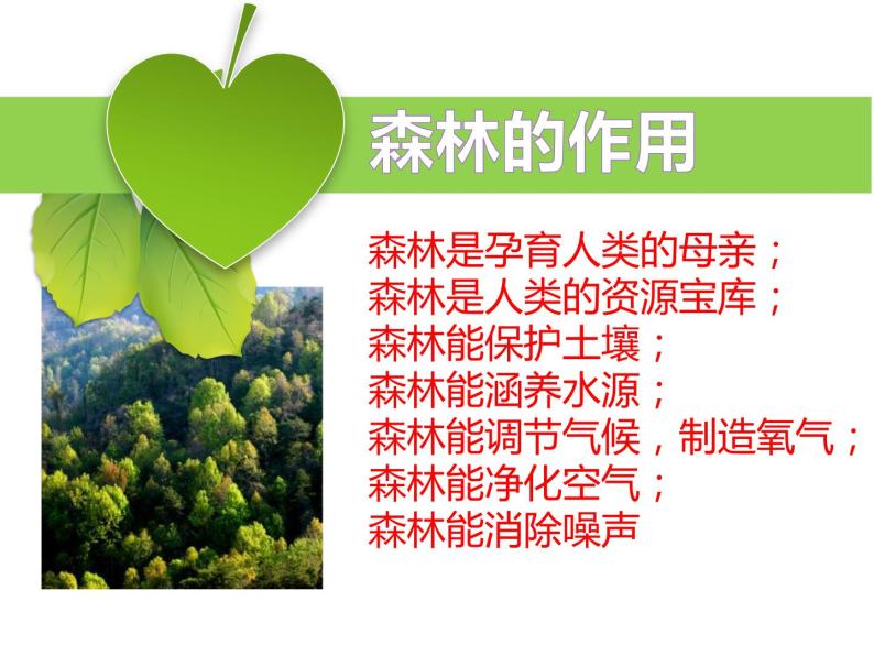 保护森林主题班会课件PPT02