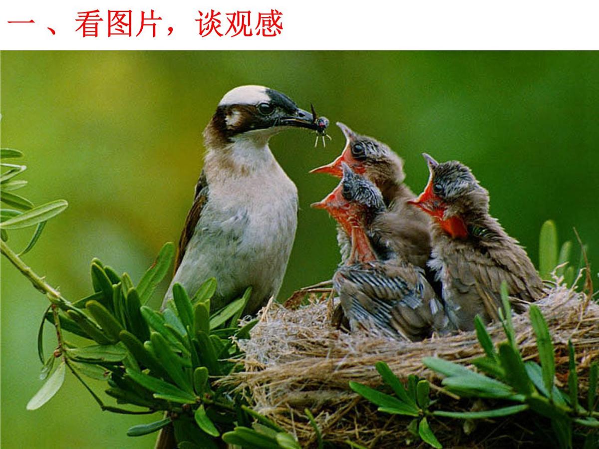 重庆市合川区钱塘镇初级中学-主题班会-母爱【课件】第4页
