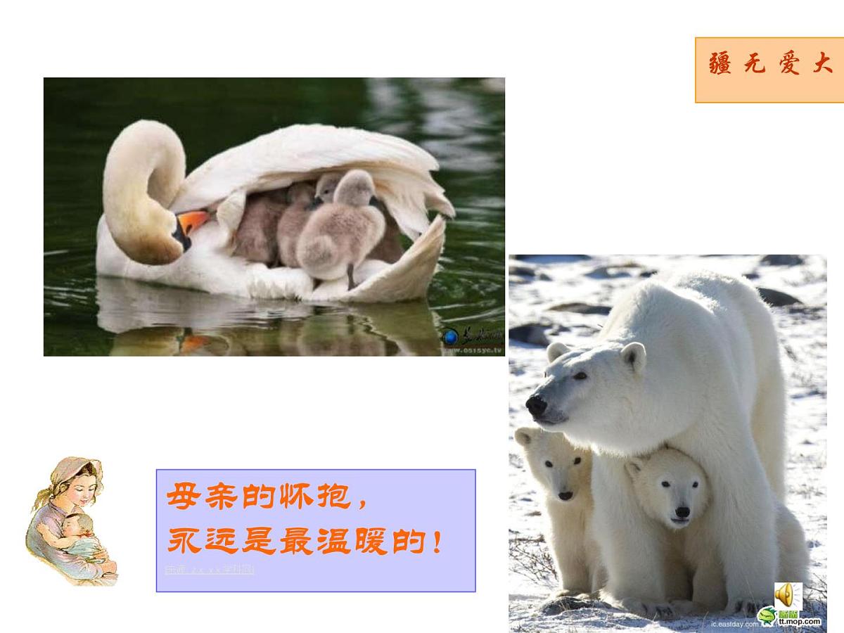 重庆市合川区钱塘镇初级中学-主题班会-母爱【课件】第7页