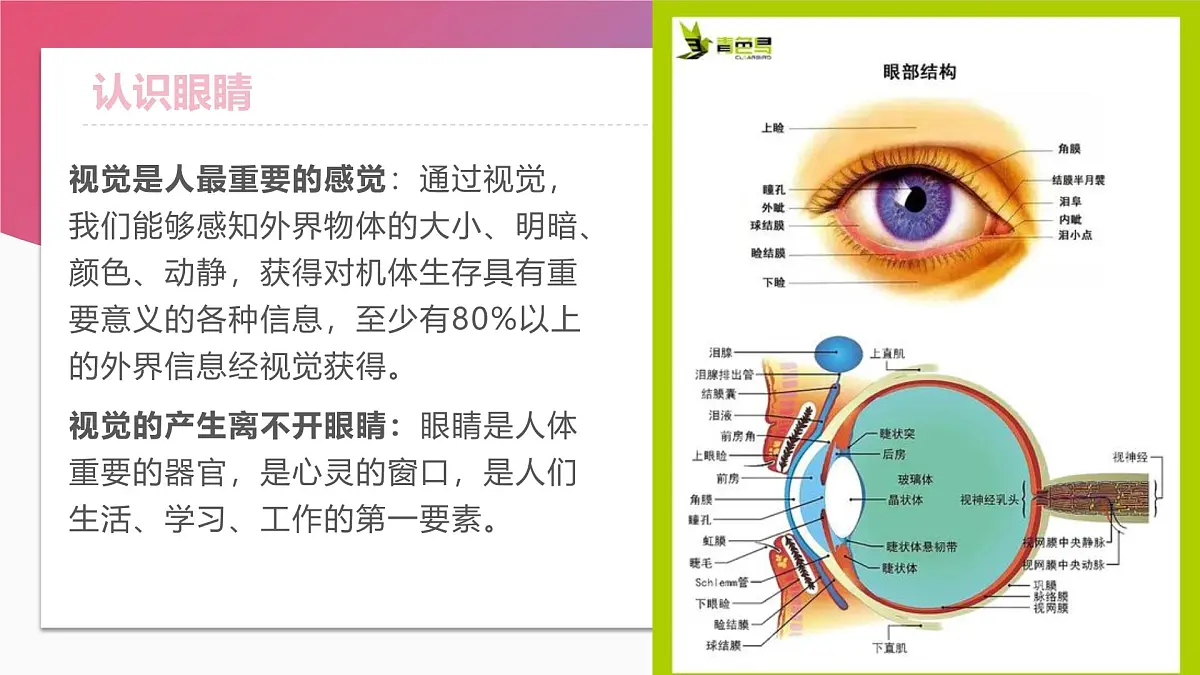 用心呵护心灵的窗户——全国爱眼日主题班会课件第8页