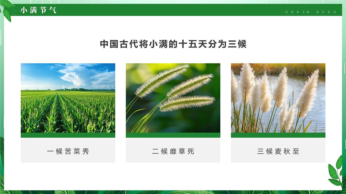 绿色清新风二十四节气之小满课件第5页