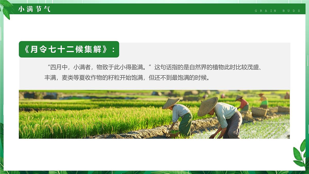 绿色清新风二十四节气之小满课件第7页