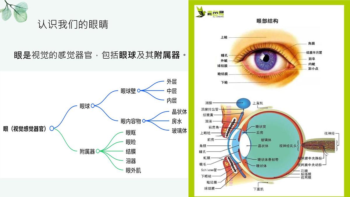 保护眼睛,预防近视——全国爱眼日主题教育班会课件第3页