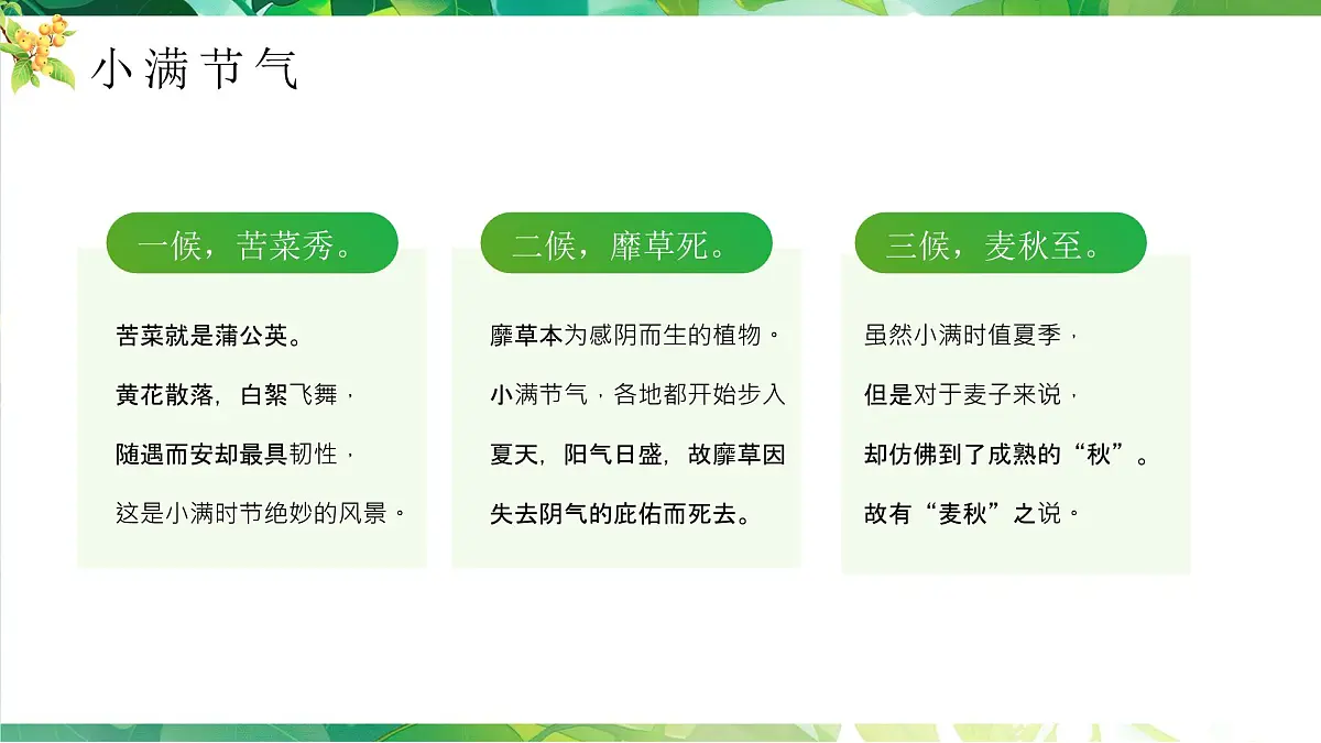 绿色小满节气介绍 绿色画风二十四节气之小满课件第6页