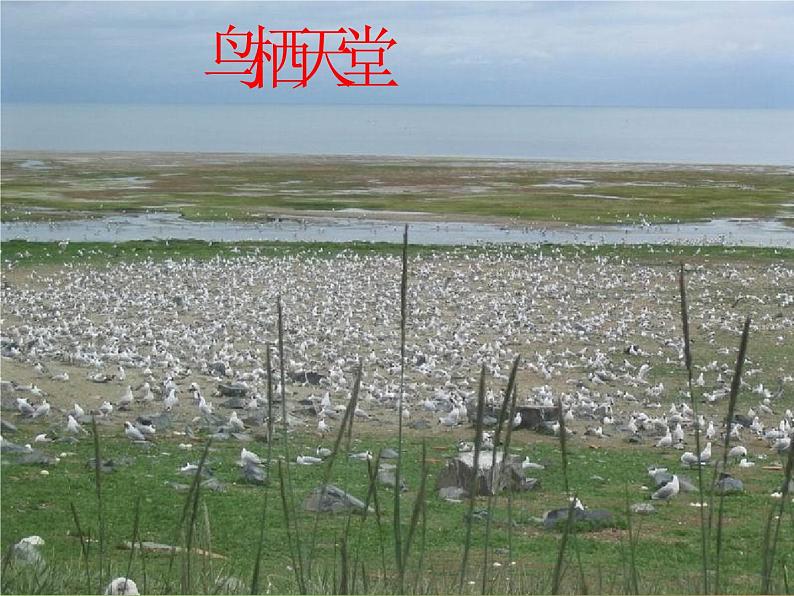 通用版主题班会《世界环境日》精品教学课件PPT优秀课件5第4页