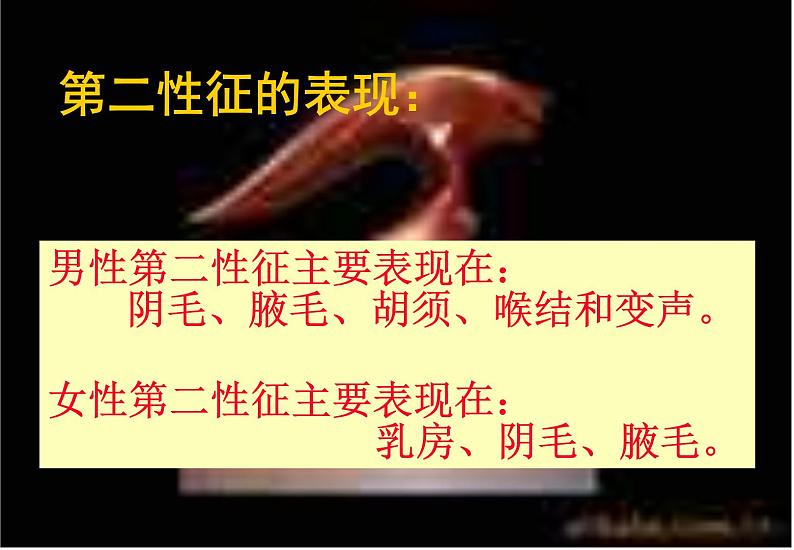 青春期知识1课件04