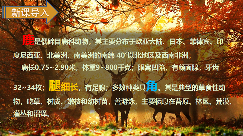 人教版(部编版)语文三年级下册:7鹿角和鹿腿课件PPT02