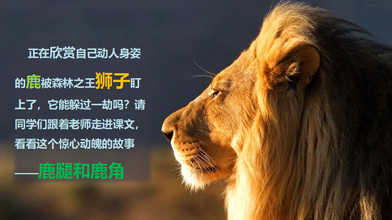 人教版(部编版)语文三年级下册:7鹿角和鹿腿课件PPT03