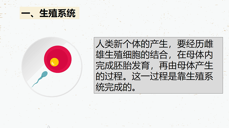 4.1.2人的生殖-2021-2022学年七年级生物下学期同步课件(人教版)第3页