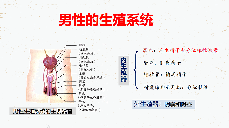 4.1.2人的生殖-2021-2022学年七年级生物下学期同步课件(人教版)第4页