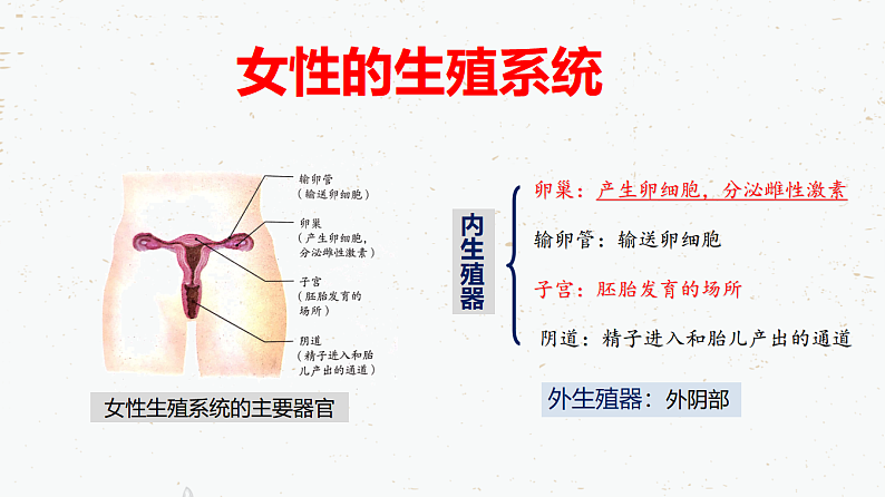 4.1.2人的生殖-2021-2022学年七年级生物下学期同步课件(人教版)第7页