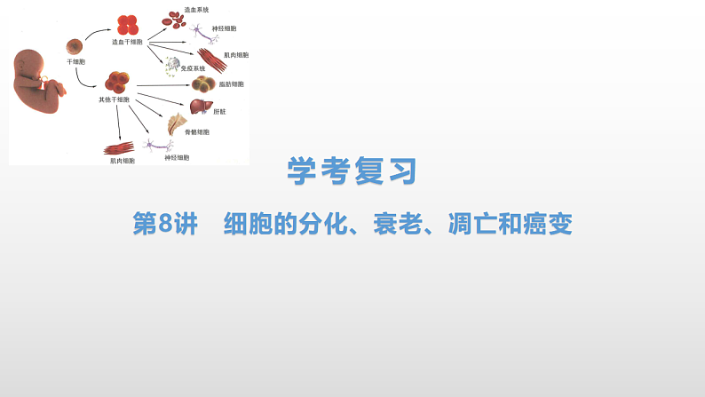 学考复习8细胞的分化衰老凋亡和癌变 课件 2021届浙江高考生物学考复习(浙科版(2019))第1页
