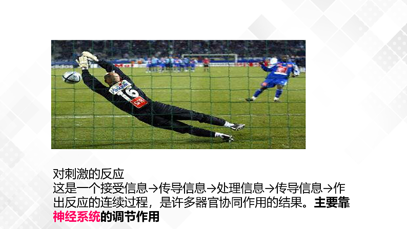 3.3 神经调节-八年级科学上册 同步教学课件+练习(浙教版)03