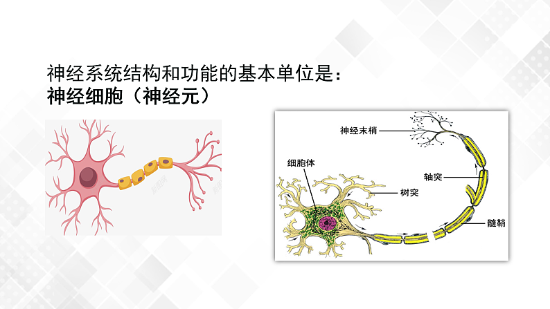 3.3 神经调节-八年级科学上册 同步教学课件+练习(浙教版)05