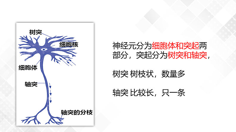 3.3 神经调节-八年级科学上册 同步教学课件+练习(浙教版)06