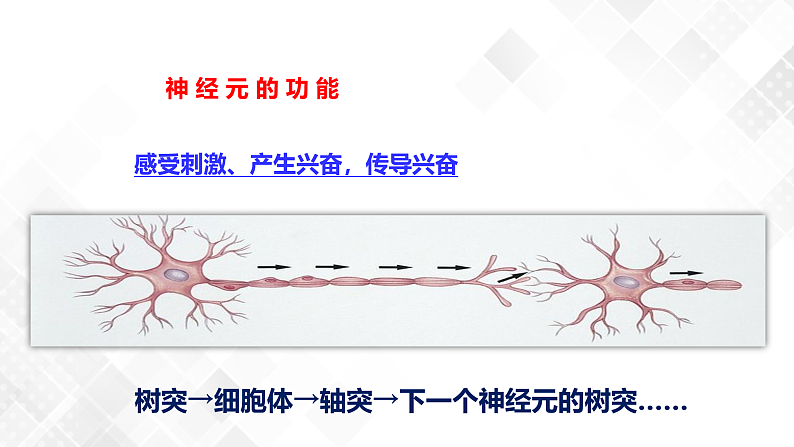 3.3 神经调节-八年级科学上册 同步教学课件+练习(浙教版)07
