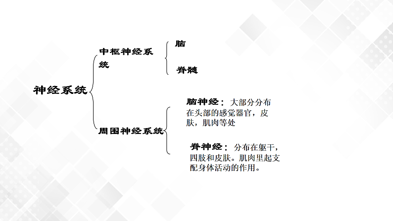 3.3 神经调节-八年级科学上册 同步教学课件+练习(浙教版)08