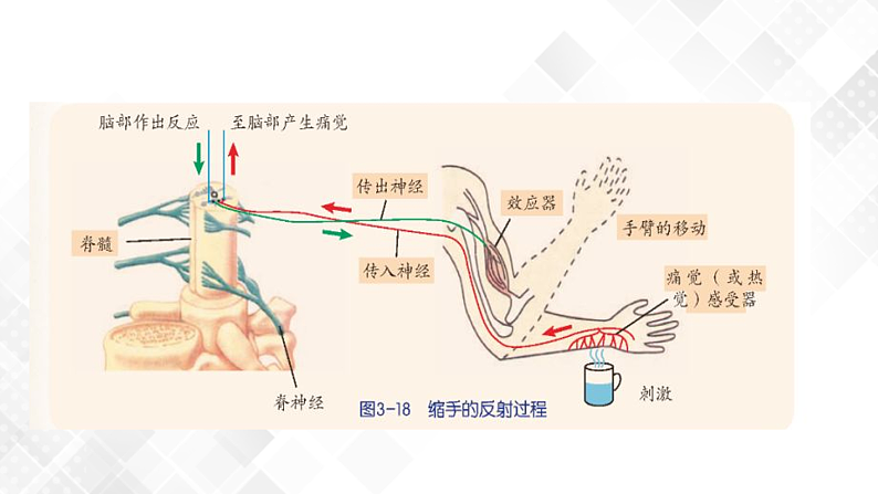 3.3 神经调节-八年级科学上册 同步教学课件+练习(浙教版)05
