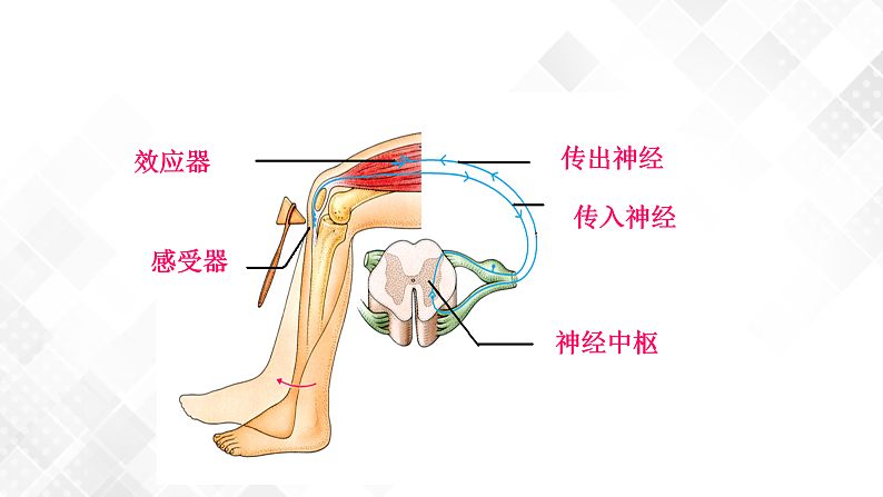 3.3 神经调节-八年级科学上册 同步教学课件+练习(浙教版)08