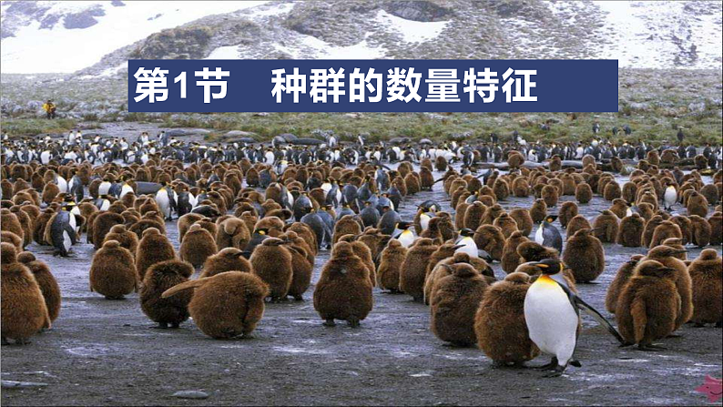 高中生物选择性必修二 1.1 种群的数量特征 课件第1页