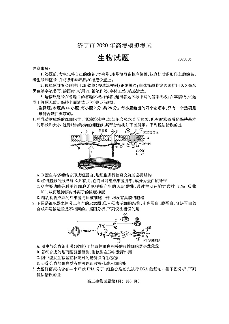 2020济宁高三5月高考模拟考试生物试题PDF版含答案01