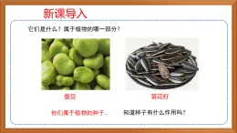 蘇教版小學(xué)科學(xué)四下第四單元《12.用種子繁殖》課件+教案+作業(yè)+視頻