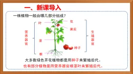 蘇教版小學(xué)科學(xué)四下第四單元《13.用根莖葉繁殖》課件+教案+作業(yè)+視頻