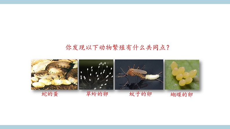 鄂教版四年级科学上册 第六课 《动物的繁殖》 ppt课件第4页
