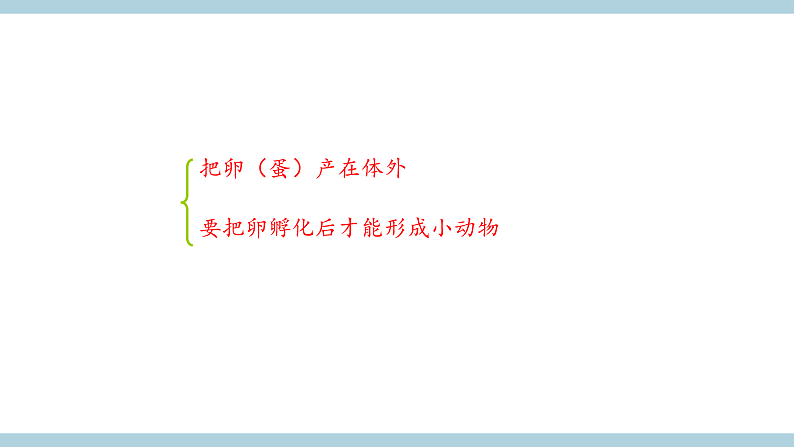 鄂教版四年级科学上册 第六课 《动物的繁殖》 ppt课件第6页