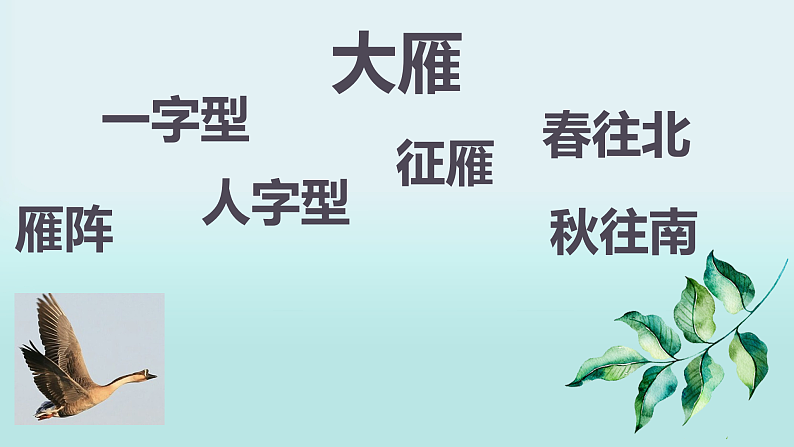 花城版音乐1上第五课《雁群飞》课件+教案06