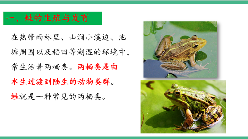 苏教版生物八年级下册 21.4两栖类的生殖与发育 课件第4页