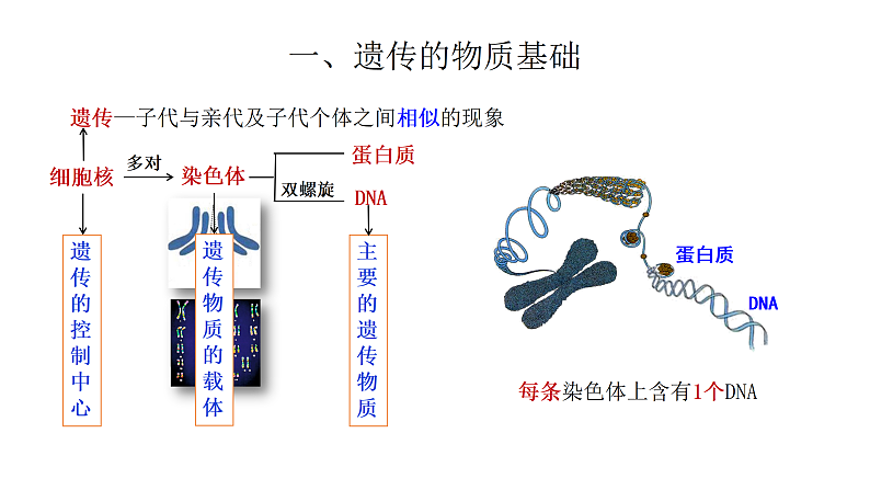4.4.生物的遗传和变异 复习课件 --2024年初中秋季济南版生物八年级上册第3页