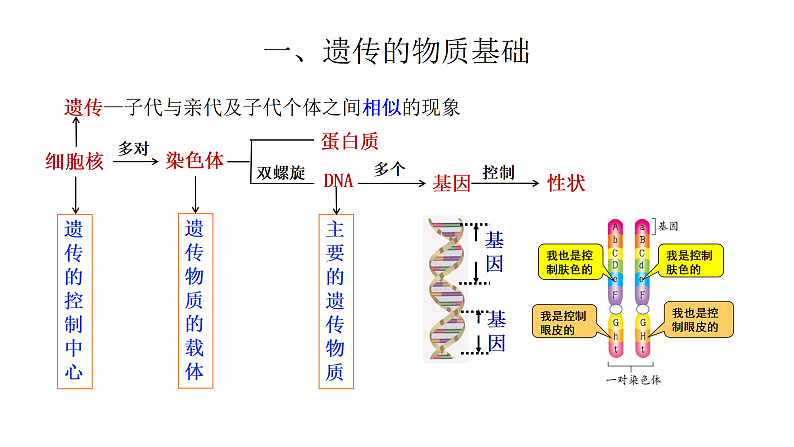 4.4.生物的遗传和变异 复习课件 --2024年初中秋季济南版生物八年级上册第4页