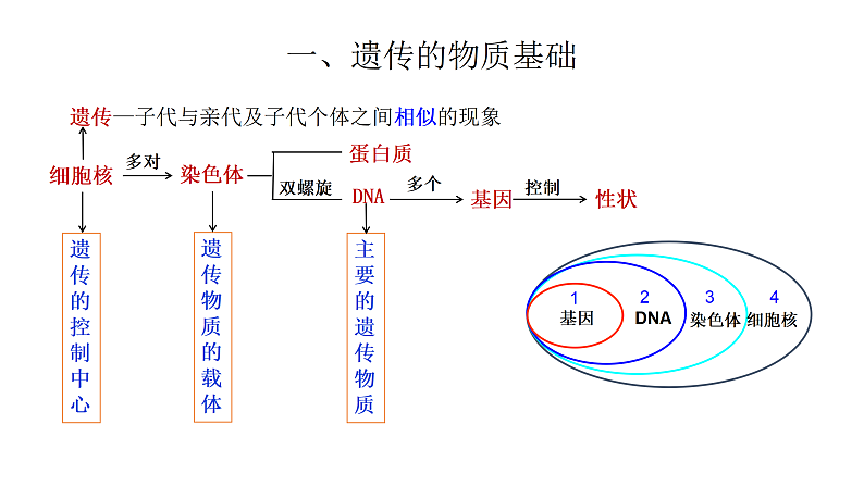 4.4.生物的遗传和变异 复习课件 --2024年初中秋季济南版生物八年级上册第5页