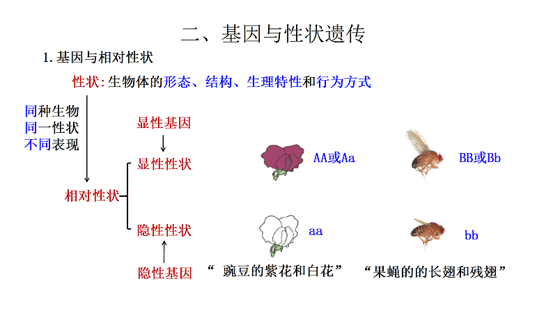4.4.生物的遗传和变异 复习课件 --2024年初中秋季济南版生物八年级上册第7页