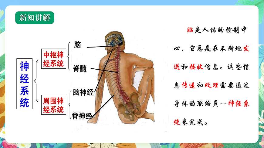 教科版科學(xué)五年級(jí)上冊(cè)4.5《身體的聯(lián)絡(luò)員》課件第8頁(yè)