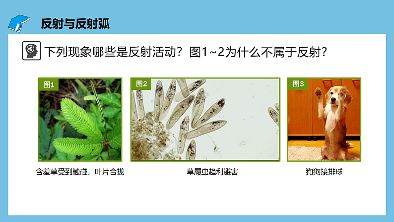 人教版高二生物选择性必修一 2.2 《神经调节的基本方式》课件第5页